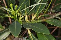 Euphorbia laurifolia image