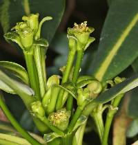 Euphorbia laurifolia image