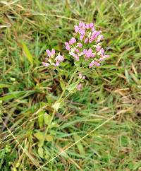 Centaurium erythraea image