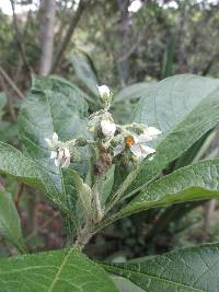 Solanum umbellatum image