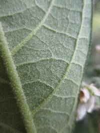 Solanum umbellatum image