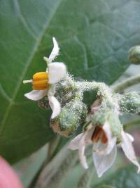 Solanum umbellatum image