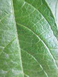 Solanum umbellatum image