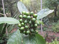 Solanum umbellatum image