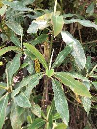 Euphorbia laurifolia image