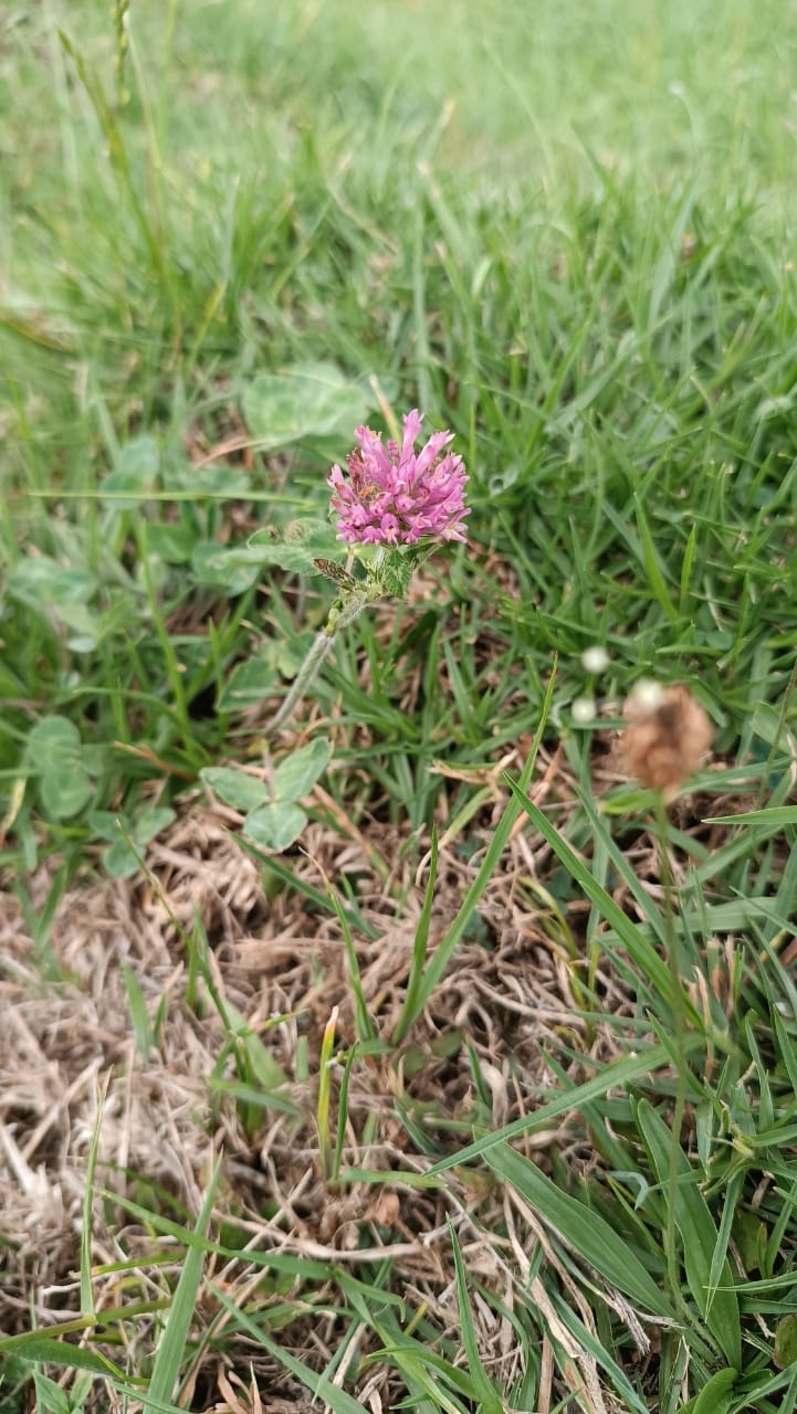 Trifolium pratense image