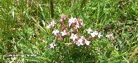 Centaurium erythraea image