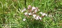 Centaurium erythraea image