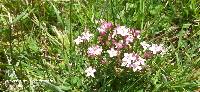 Centaurium erythraea image