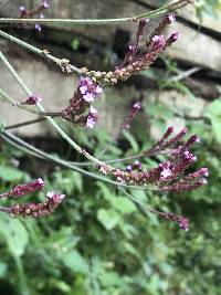 Verbena litoralis image