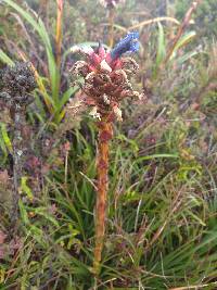 Puya eryngioides image