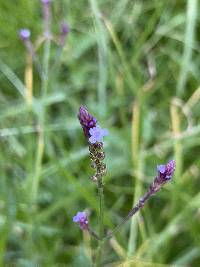 Verbena litoralis image