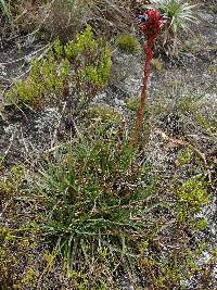 Puya eryngioides image