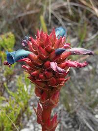 Puya eryngioides image