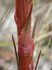 Puya eryngioides image