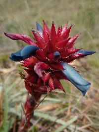 Puya eryngioides image