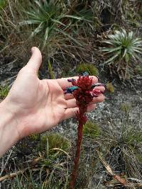 Puya eryngioides image