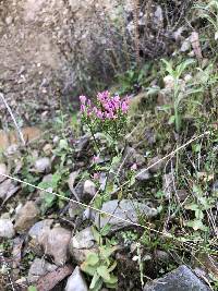 Centaurium erythraea image