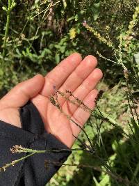 Verbena litoralis image