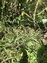 Verbena litoralis image