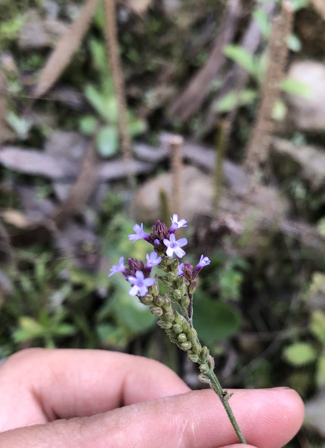 Verbena litoralis image