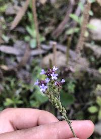 Verbena litoralis image