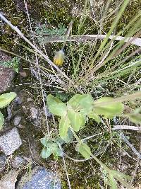 Centaurium erythraea image