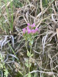 Centaurium erythraea image