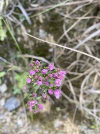 Centaurium erythraea image