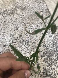 Verbena litoralis image