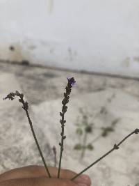 Verbena litoralis image