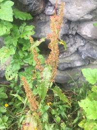 Rumex obtusifolius image