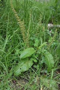 Rumex obtusifolius image