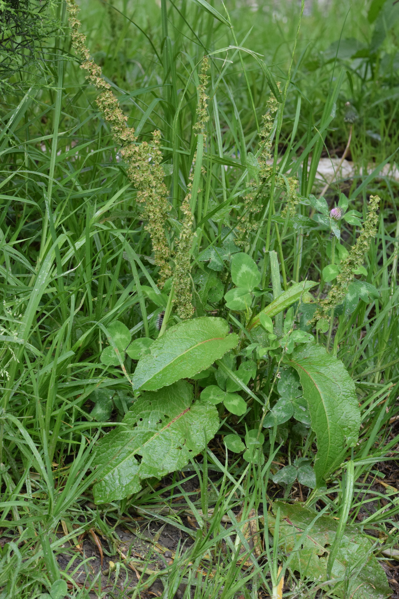 Rumex image