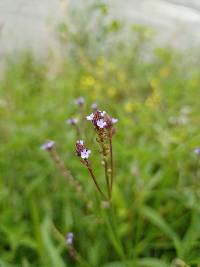 Verbena litoralis image