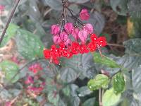 Clerodendrum speciosum image