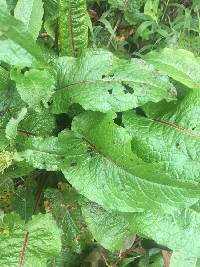 Rumex obtusifolius image