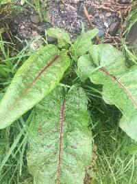 Rumex obtusifolius image