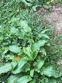 Rumex obtusifolius image