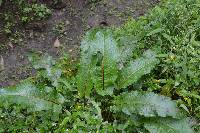 Rumex obtusifolius image