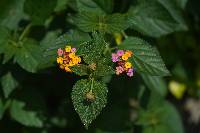 Lantana camara image