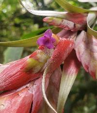 Tillandsia confertiflora image