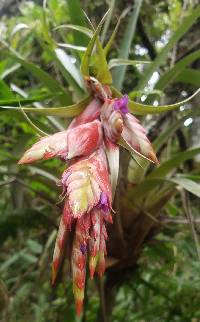 Tillandsia confertiflora image