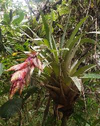 Tillandsia confertiflora image