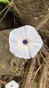 Ipomoea regnellii image