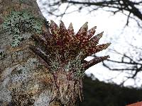 Tillandsia biflora image