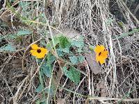 Thunbergia alata image