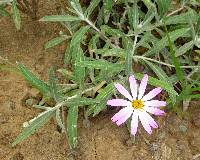 Onoseris hyssopifolia image