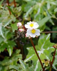 Begonia acerifolia image