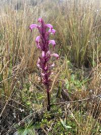 Pedicularis incurva image